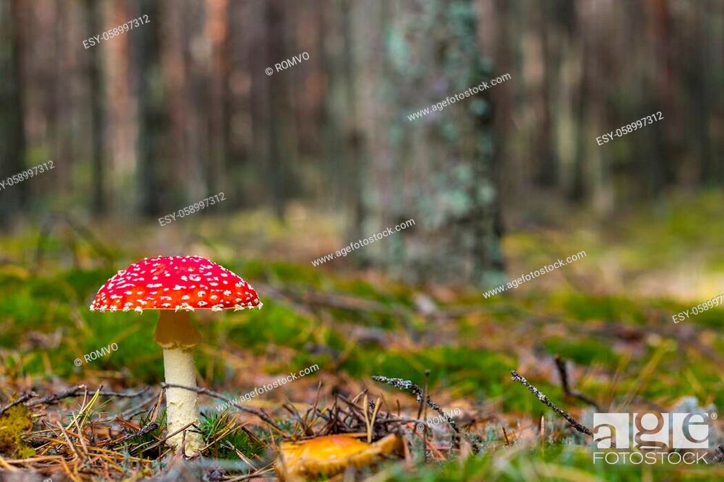 Stock Photo: Red fly agaric mushroom grows. Beautiful season plant growing in nature.