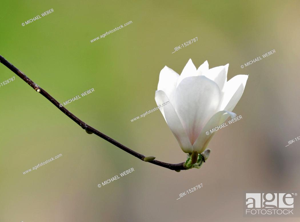 Stock Photo: Yulan Magnolia (Magnolia denudata Desr.).