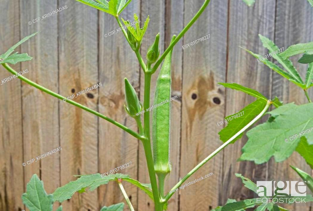 Stock Photo: Okra, known in many English-speaking countries as ladies' fingers, bhindi, bamia, or gumbo, is a flowering plant in the mallow family.