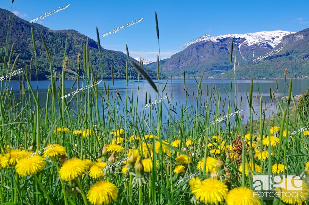 Stock Photo: Dandelion meadow on the shore, fjord landscape, Fjærlandsfjord, Sogndal, Sogn og Fjordane, Norway, Europe.