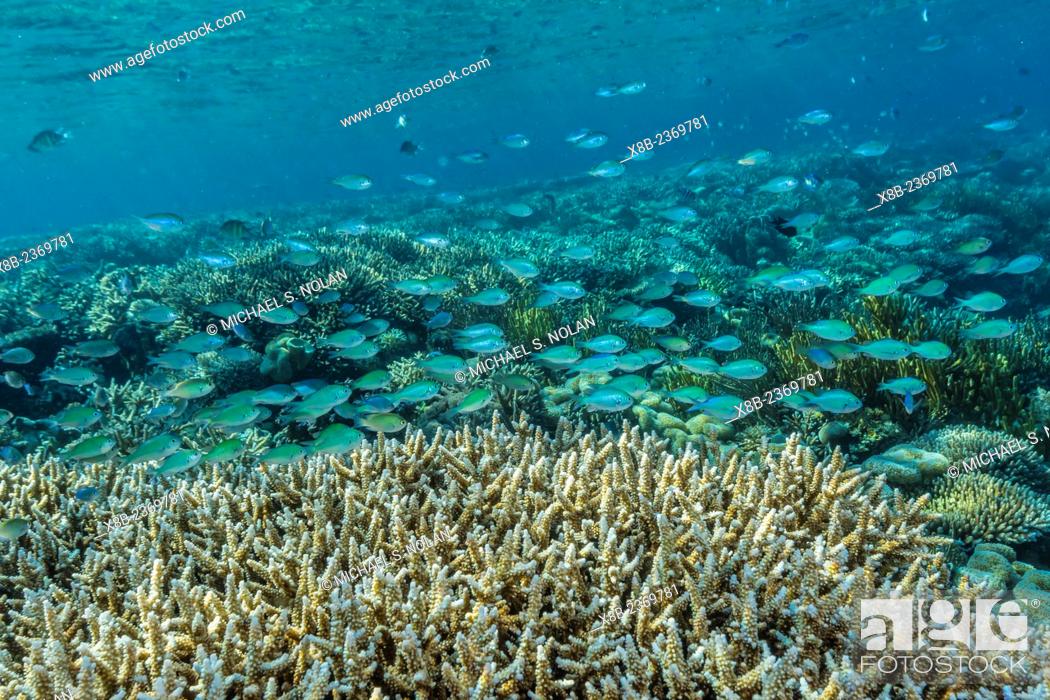 Stock Photo: Hard and soft corals and reef fish underwater on Sebayur Island, Komodo National Park, Indonesia.