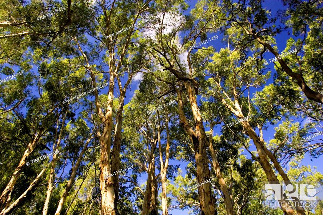 Paperbark Tea Trees, Mary Creek in the Daintree Rainforest ...