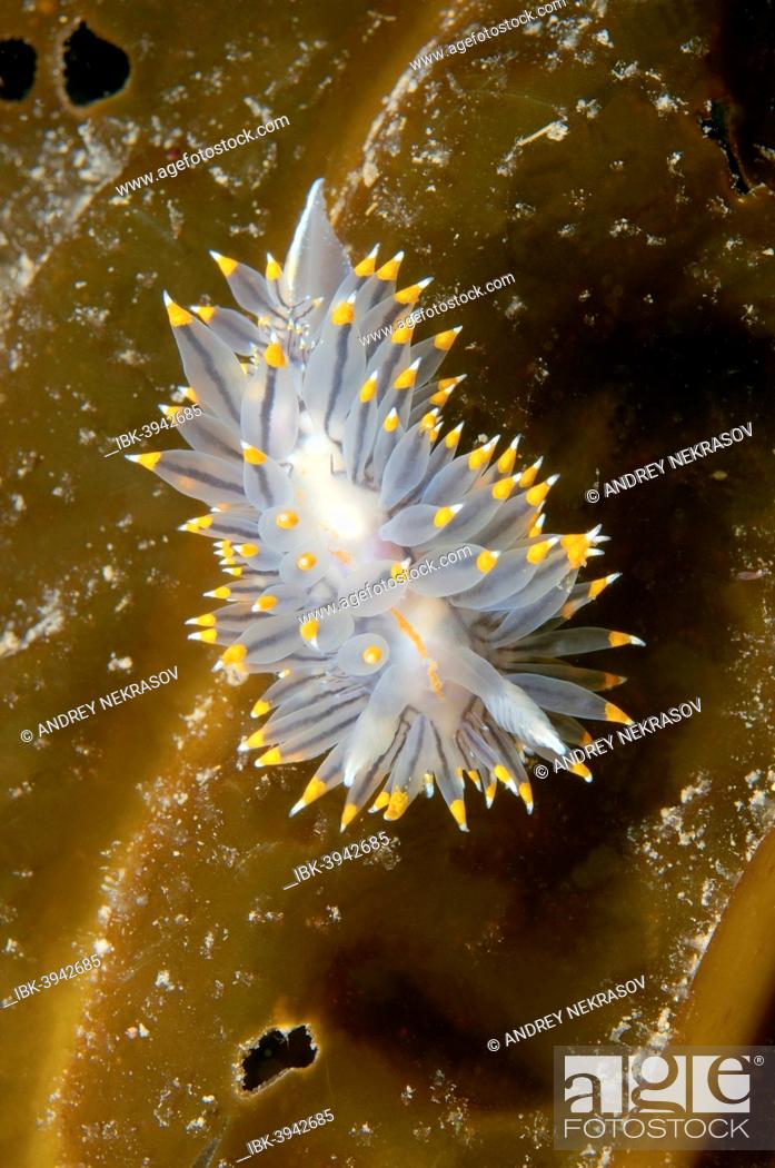 Stock Photo: White-and-orange-tipped Nudibranch (Janolus fuscus), Sea of Japan, Russia.