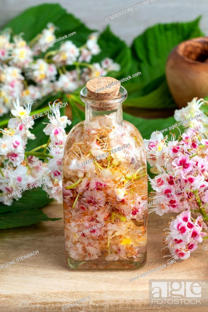 Stock Photo: A bottle filled with horse chestnut blossoms and alcohol, to prepare homemade tincture.