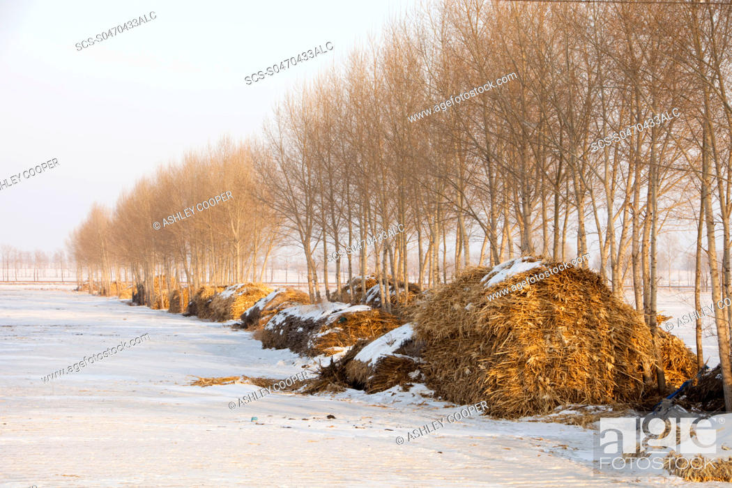 Stock Photo: In Northern China once the corn has been harvested the stalks are dried and collected This is then used as the main fuel by peasant farmers for burning on their.