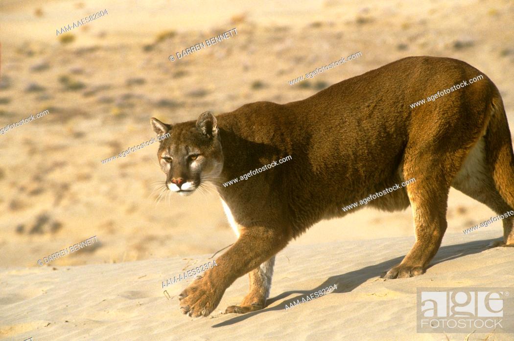 What is cougar in spanish