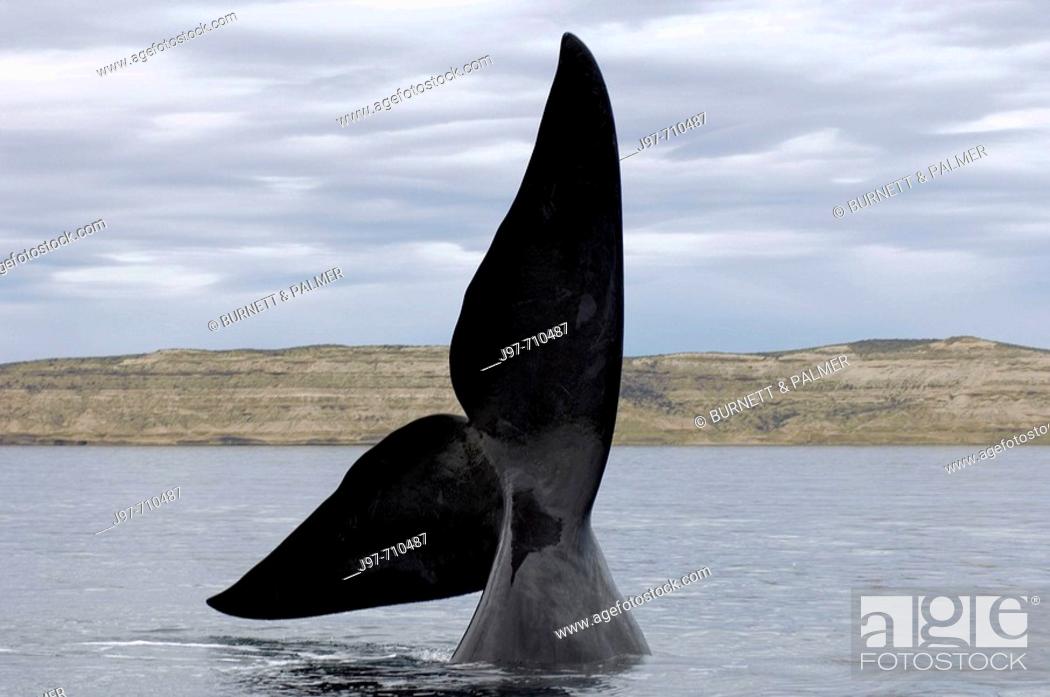 Stock Photo: A southrn Right Whale, Eubalaena australis, extends its fluke high out of the water and waves it back and forth for a short period, Golfo Nuevo.