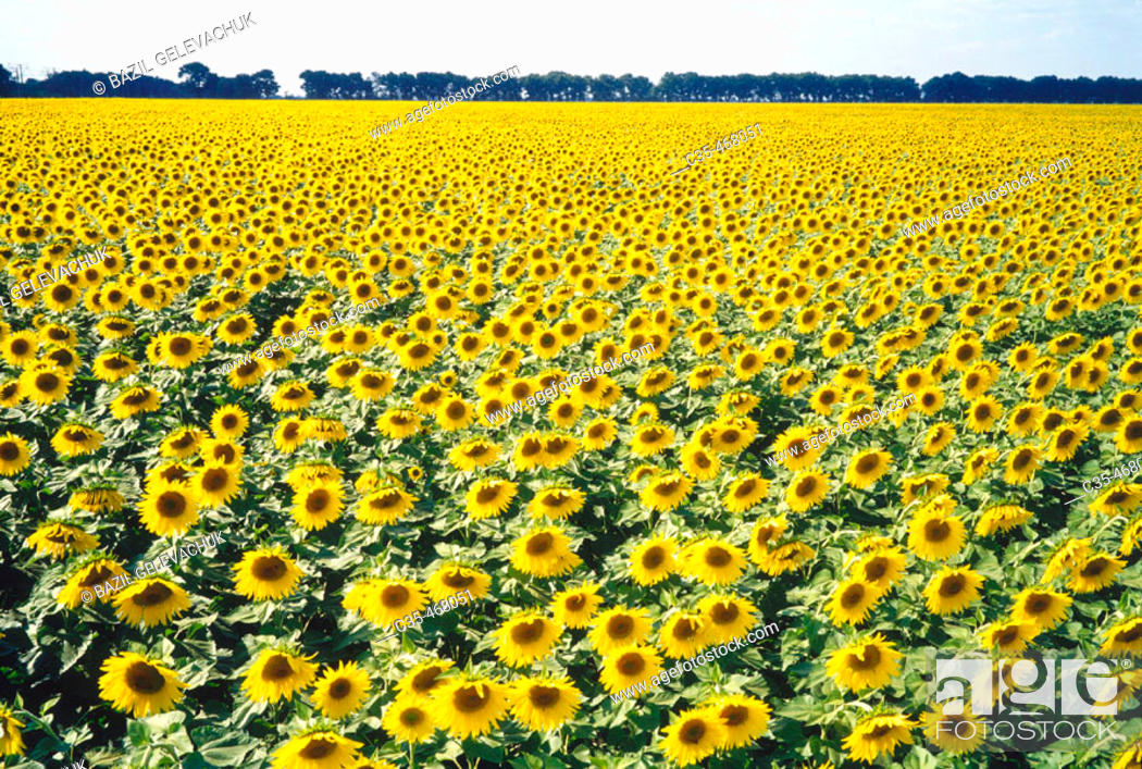 Stock Photo: Sunflowers.