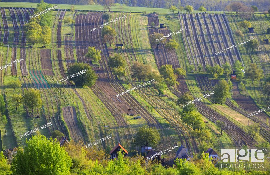 Stock Photo: Spring vineyard near Mutenice, Southern Moravia, Czech Republic.
