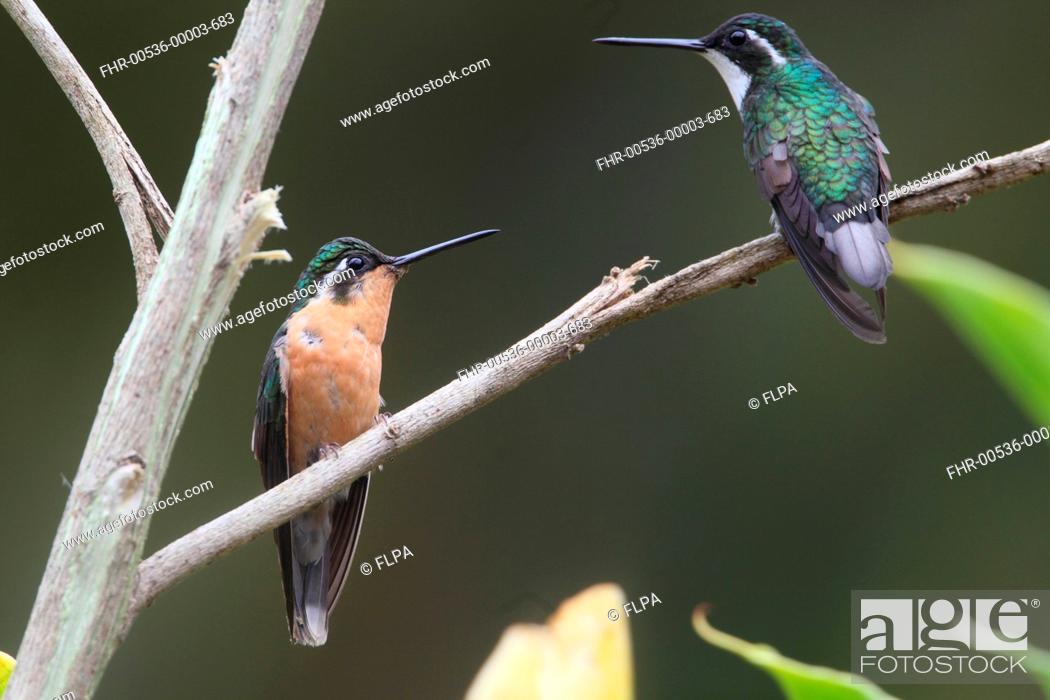 Stock Photo: White-throated Mountain-gem Lampornis castaneoventris adult pair, female left and male right, perched on twig, Costa Rica, february.