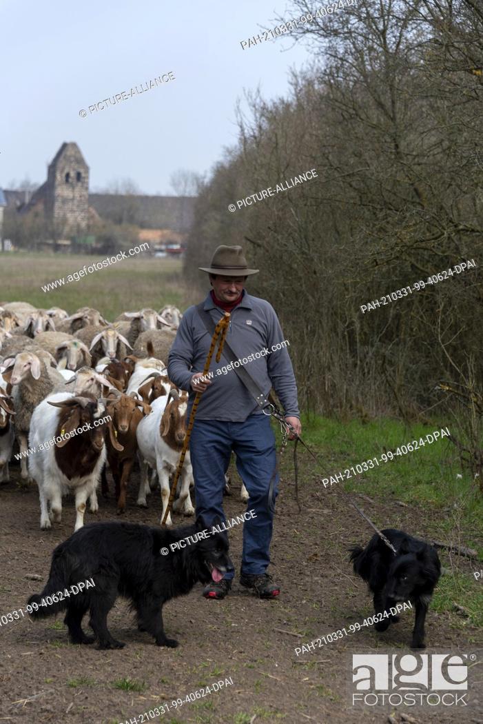 Photo de stock: 26 March 2021, Saxony-Anhalt, Zerbst: Rainer Frischbier, master shepherd, leads his animals out to pasture. He still wears the traditional shepherd's hat and.