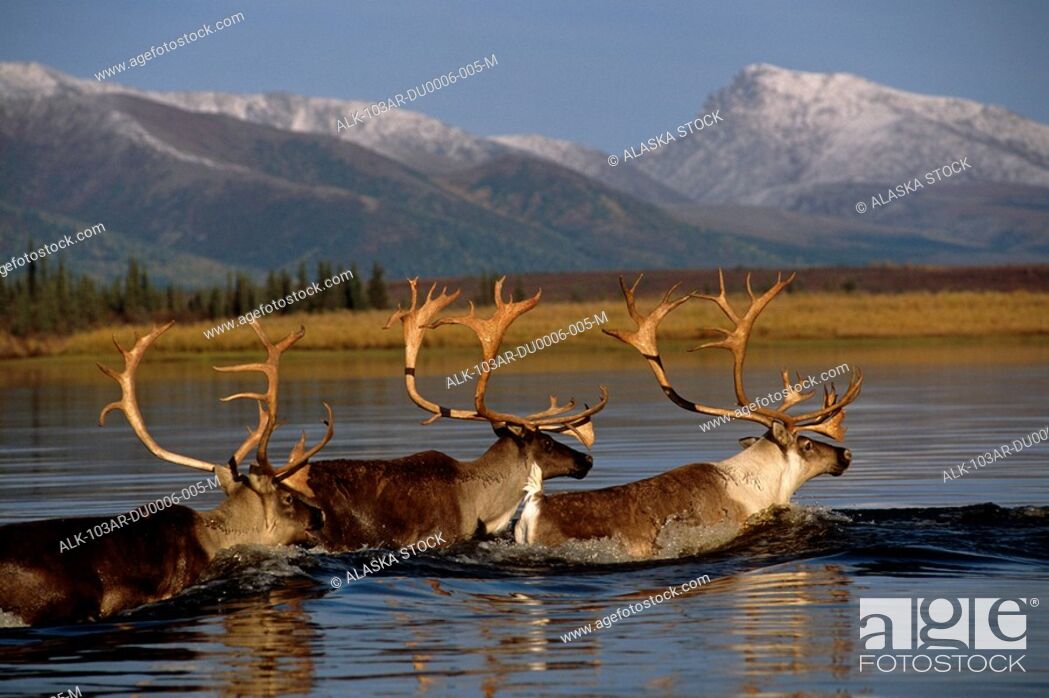 Stock Photo: Caribou herd swimming across Kobuk River Arctic Alaska Autumn Kobuk Valley National Park.