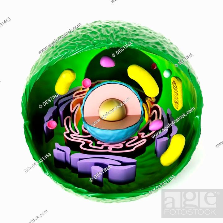 Animal cell anatomy isolated on white background. 3D illustration, Stock  Photo, Picture And Low Budget Royalty Free Image. Pic. ESY-043431463 |  agefotostock