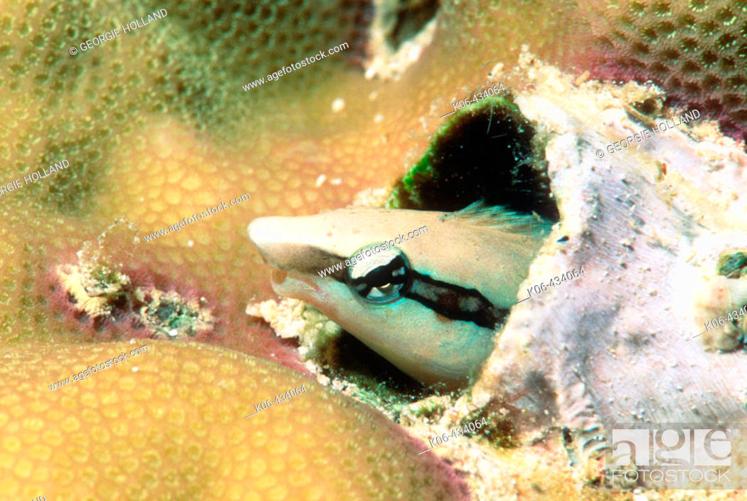 Stock Photo: Cleaner mimic or False cleaner (Aspidontus taeniatus) in worm hole. Mimics Buestreak cleaner wrasse (Labroides dimidiatus).