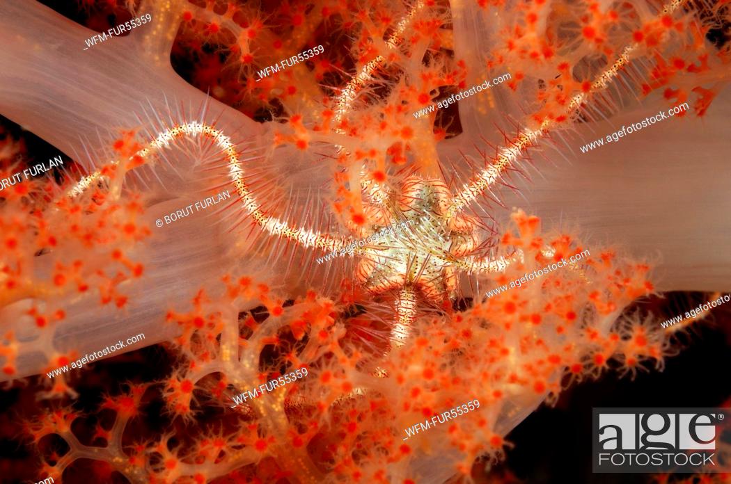 Stock Photo: Brittle Star in Soft Coral, Ophiothrix sp., Cannibal Rock, Rinca, Indonesia.