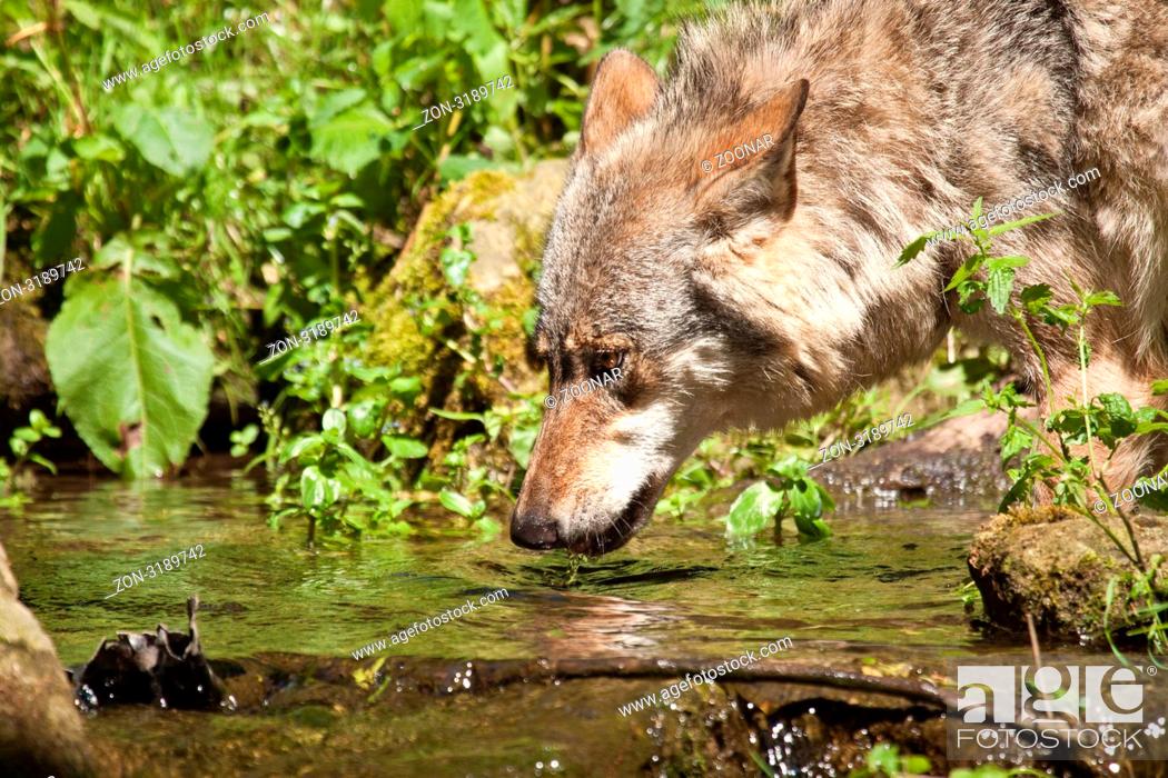 Stock Photo: Wolf oder Grauwolf Canis lupus beim Trinken.