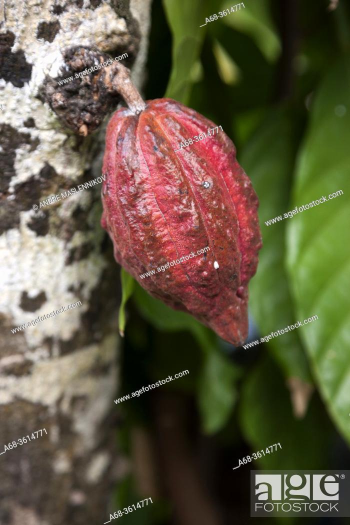 Stock Photo: Cacao fruit on La Digue island. Seychelles. .
