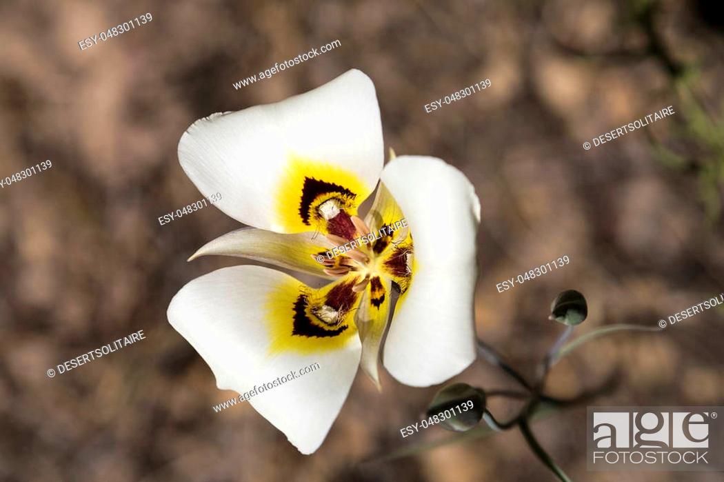 Macro Photo Of A Wild Sego Lily Calochortus Nuttallii State Flower Of Utah Stock Photo Picture And Low Budget Royalty Free Image Pic Esy 048301139 Agefotostock