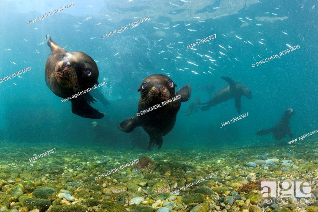 Stock Photo: California Sea Lion, Zalophus californianus, San Benito Island, Mexico.