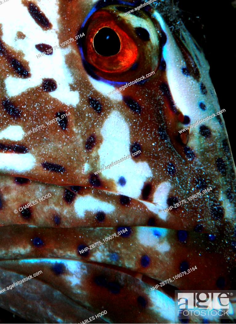 Stock Photo: Grouper's face  Date: 16/1/01  Ref: ZB775-109079-0164  COMPULSORY CREDIT: Oceans Image/Photoshot.