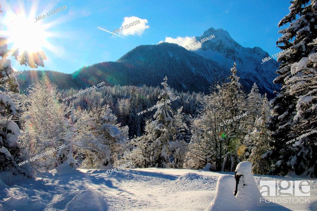 Stock Photo: Winter forest in front of the Karwendel Mountains, Mittenwald, Werdenfelser Land, Upper Bavaria, Bavaria, Southern Germany, Germany, Europe.
