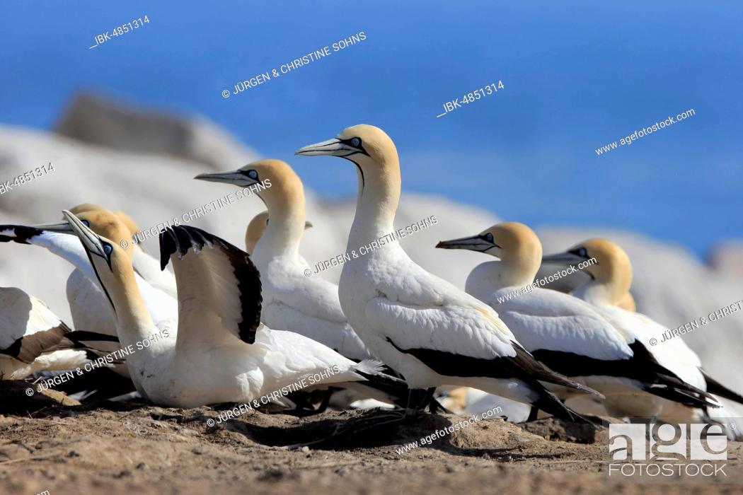 Stock Photo: Cape Gannet (Morus capensis), mating season, bird colony, Lamberts Bay, Western Cape, South Africa.