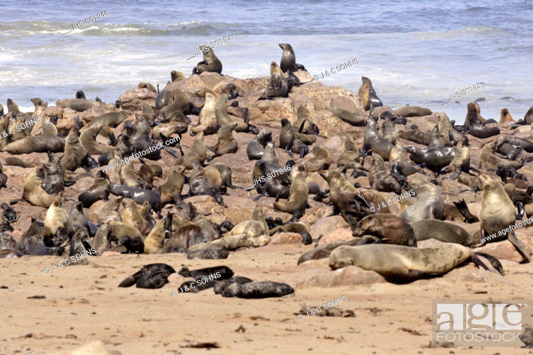 Stock Photo: Cape Fur Seal, Arctocephalus pusillus, Cape Cross, Namibia , Africa, colony at water.
