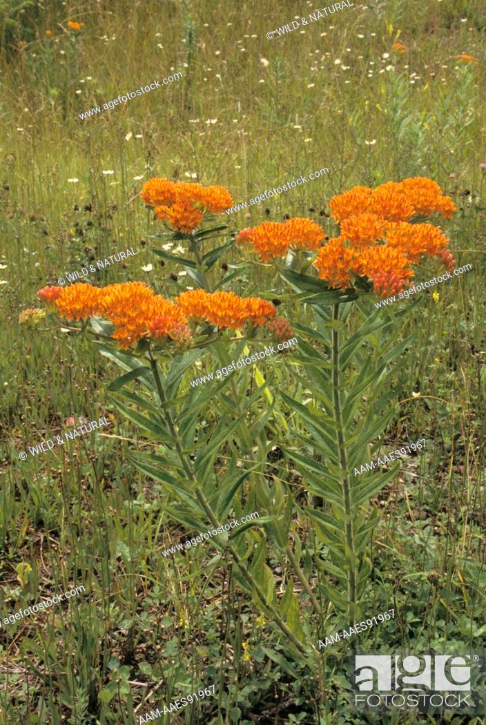 Stock Photo: Butterfly Weed (Asclepias tuberosa).
