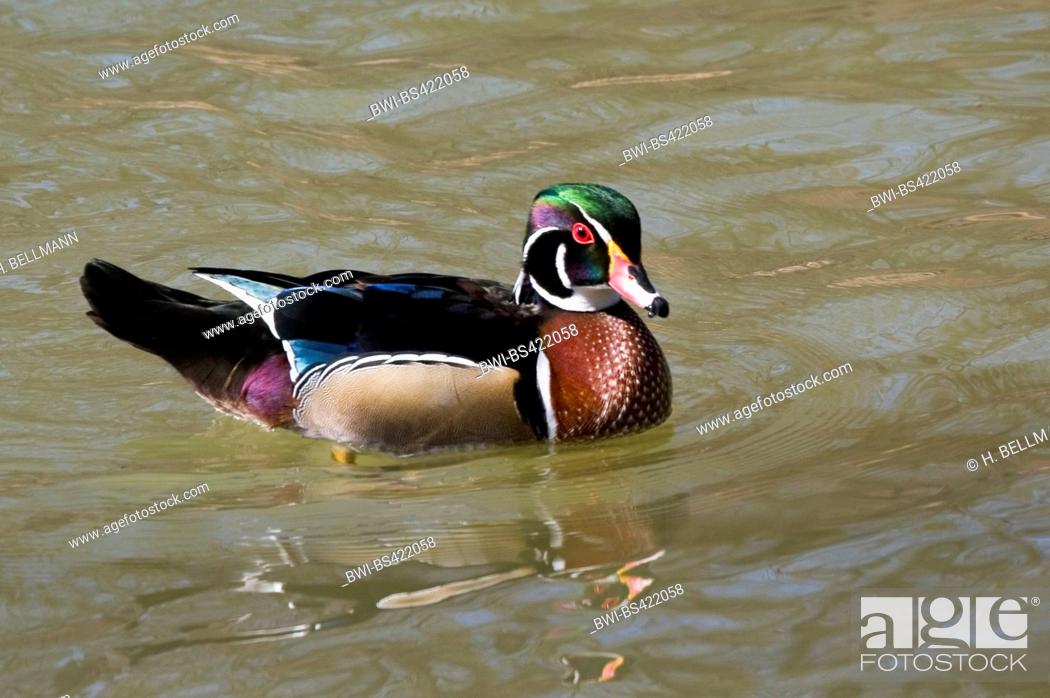 Stock Photo: wood duck (Aix sponsa), swimming drake in breeding coloration, side view, Germany.