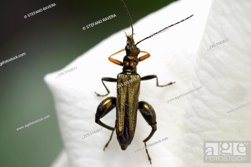 Stock Photo: Oedemera nobilis (false oil beetle, swollen thighed beetle, thick legged flower beetle) - Umbria, Italy.