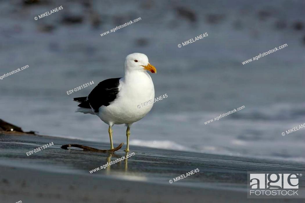 Photo de stock: Kelp gull or Dominican gull, Larus dominicanus, single bird by water, Falklands.