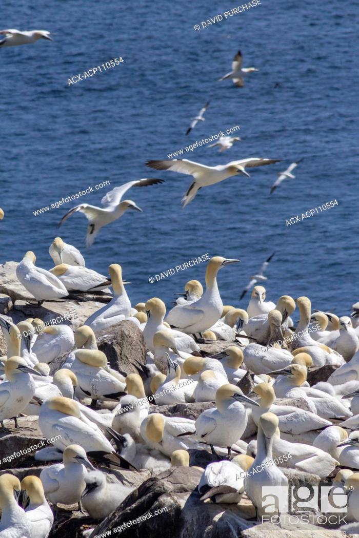 Stock Photo: Northern gannet (Morus bassanus), resting on Bird rock, Cape St. Mary's Ecological Reserve, located near Cape St. Mary's on the Cape Shore.