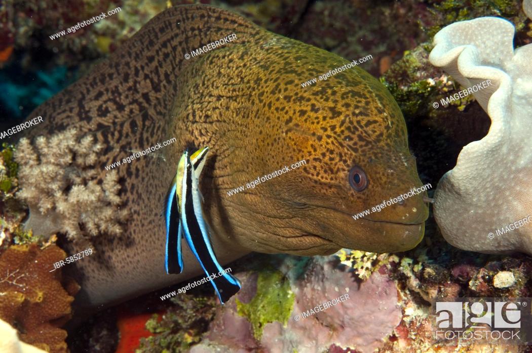 Stock Photo: Giant Moray moray (Gymnothorax javanicus) and cleaner fish (Labroides dimidiatus), Red Sea.