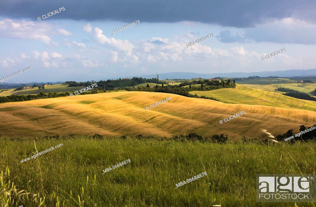 Stock Photo: Green rolling hills and grass in the rural landscape of Crete Senesi (Senese Clays) province of Siena Tuscany Italy Europe.