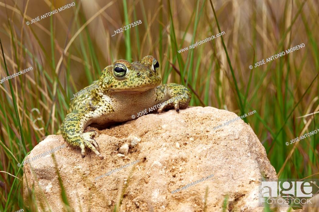 Stock Photo: Sapo Corredor, Natterjack Toad, Bufo calamita, Benalmadena, Malaga, Andalusia, Spain.