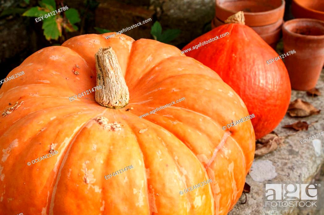 Stock Photo: Pumpkins on the coping of a well in a garden during autumn.