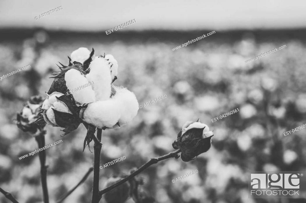 Stock Photo: Field of cotton in the countryside ready for harvesting.