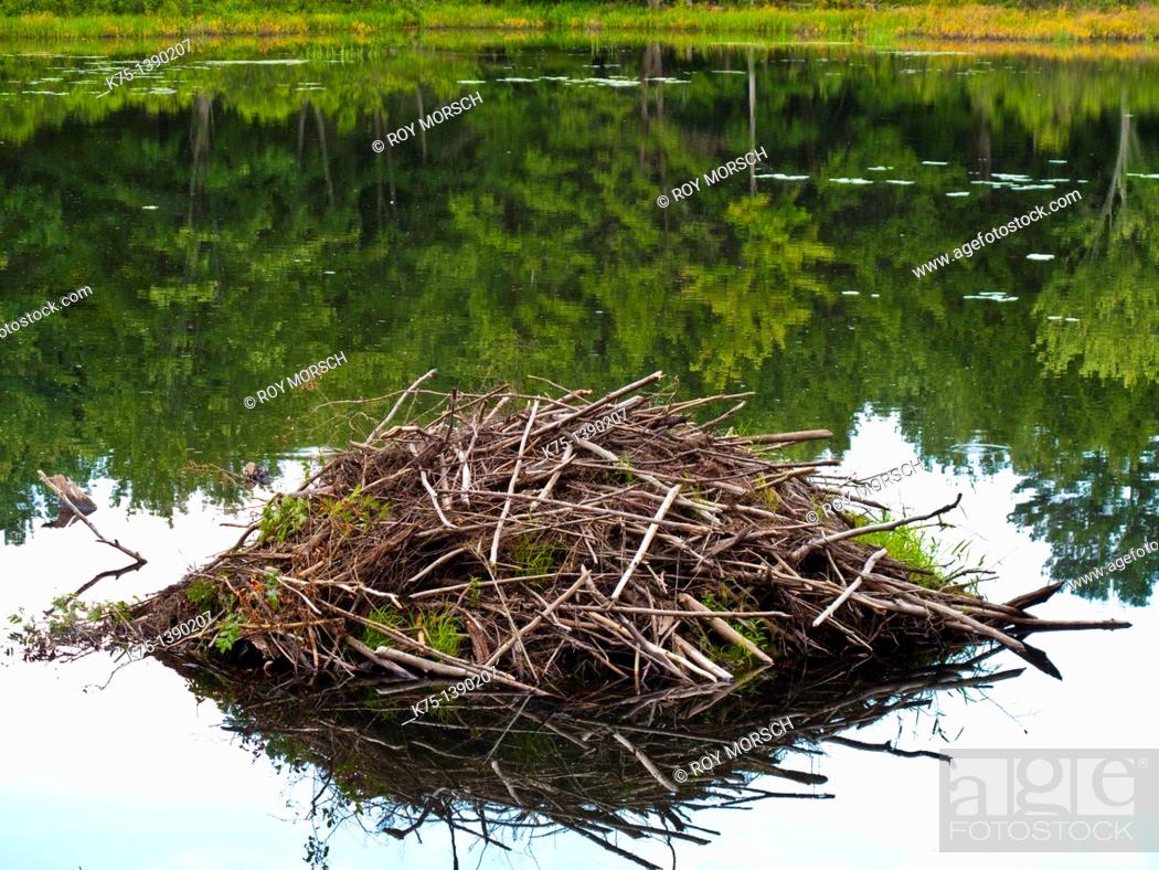 beaver house, Stock Photo, Picture And Rights Managed Image. Pic 
