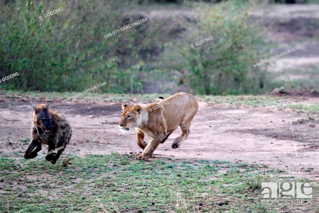 Stock Photo: African Lion (Panthera leo) female attacking Hyena (Crocuta crocuta). Masai Mara game reserve. Kenya.