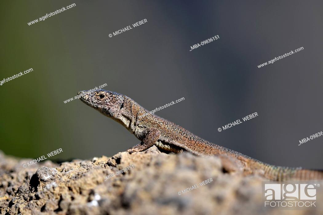 Stock Photo: Madeira Lizard or Madeira Wall Lizard (Teira dugesii), Madeira Island, Portugal.
