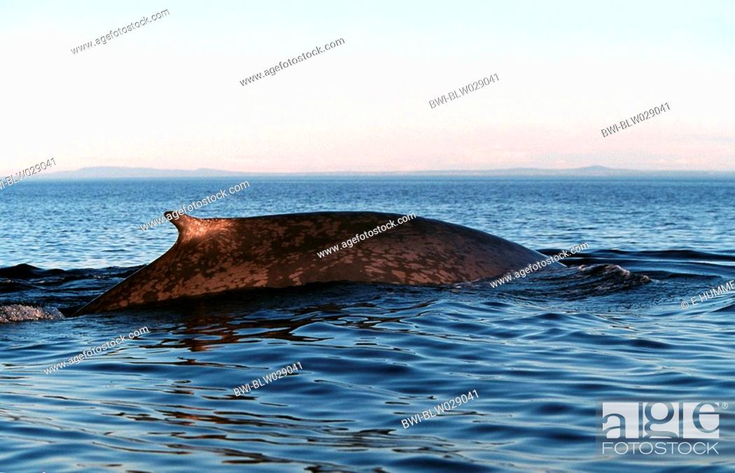 blue whale Balaenoptera musculus, swimming at water surface, largest mammal,  Canada, Stock Photo, Picture And Rights Managed Image. Pic. BWI-BLW029041 |  agefotostock