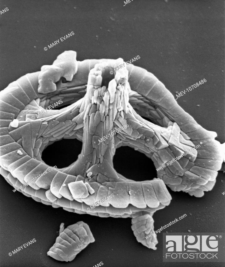 Imagen: Scanning electron microscope image of a Cretaceous coccolith from Folkestone Chalk (x 10, 000 on a standard 9 cm wide print).