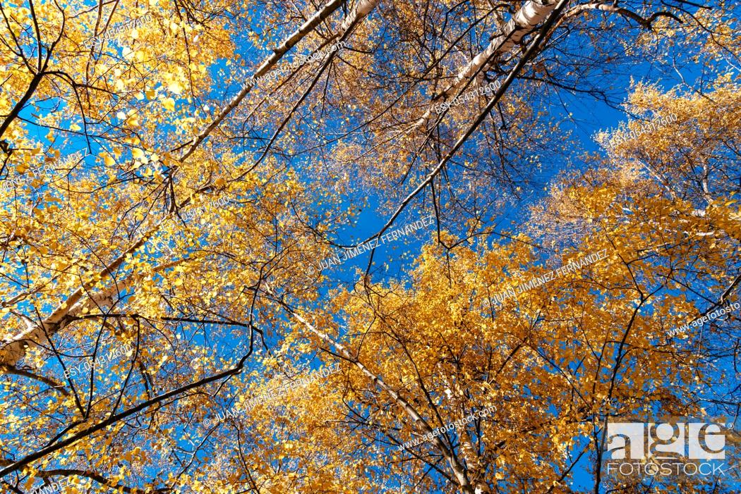 Stock Photo: Colorful tree branches in sunny forest, autumn natural background. Looking up.