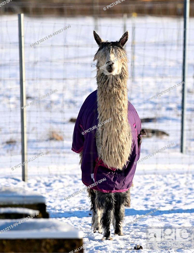 Stock Photo: 12 February 2021, Brandenburg, Schönwalde-Glien/OT Pausin: An alpaca with a purple cape stands in its snowy enclosure near the entrance to the village.