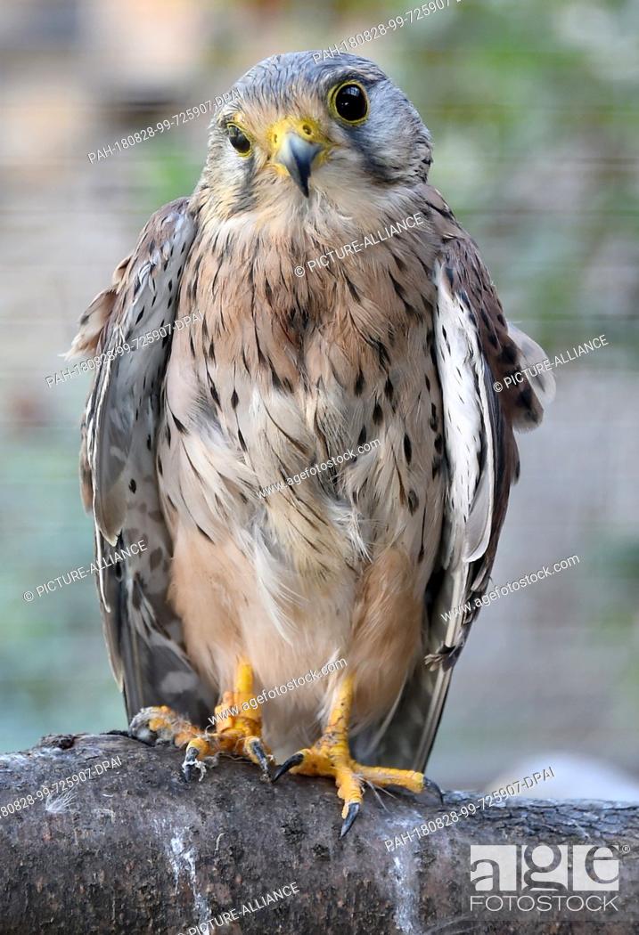 Stock Photo: 22 August 2018, Germany, Gerdshagen: A kestrel, which was brought in with feather damage, is sitting in an aviary in the animal rescue station Struck.