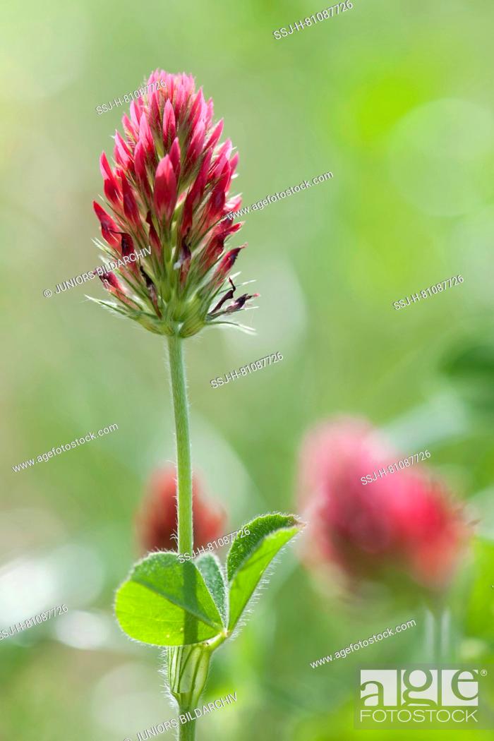 Stock Photo: Crimson Clover, Italian Clover (Trifolium incarnatum). Flowers. Germany.