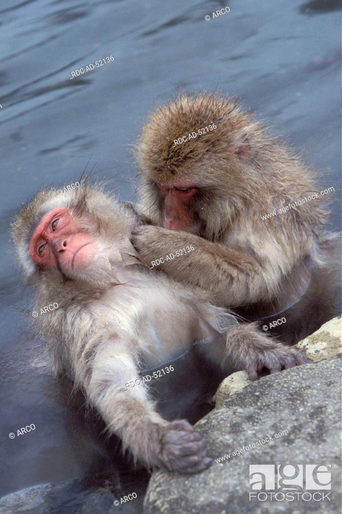 Stock Photo: Japanese Macaques grooming in hot spring Joshin-Etsu Kogen national park Japan Macaca fuscata.