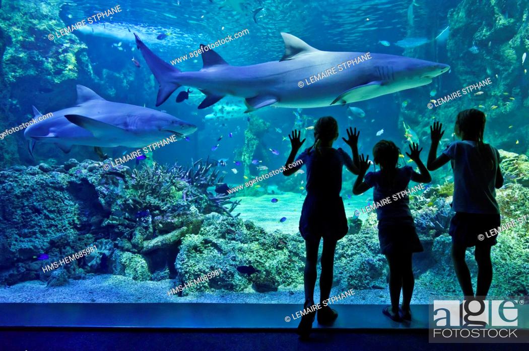 Australia, New South Wales, Sydney, Sydney Aquarium, visitors looking at  the sharks Selachimorpha, Stock Photo, Picture And Rights Managed Image.  Pic. HMS-HEM685981 | agefotostock