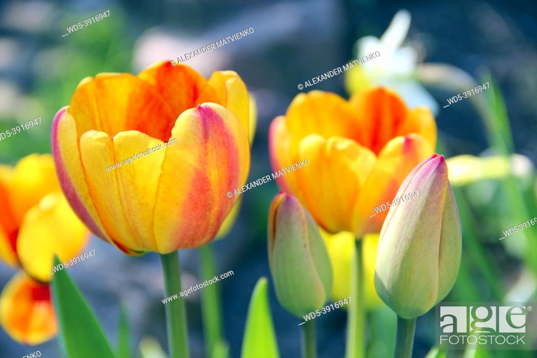 Stock Photo: Tulips yellow and red on flower-bed. Red and yellow tulips planted in park. Springtime garden. Colorful tulips in flower bed.