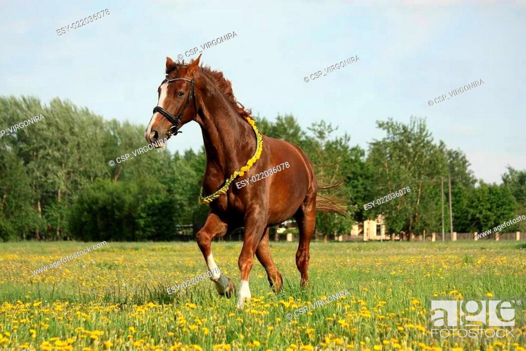 Stock Photo: Chestnut horse galloping at dandelion field.